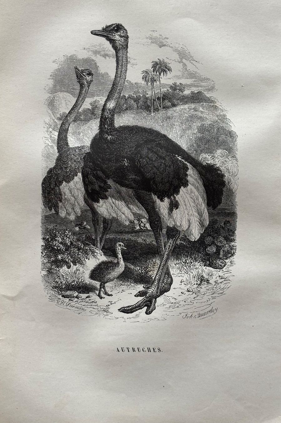 Incisioni: Stahlstich 1843 - Vogel Strauss – Usato da Frauenfeld venduto da Merk52