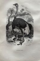 Stahlstich 1843 - Vogel Strauss
