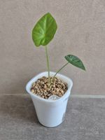 🌿 Junge Alocasia Regal Shield 🌿