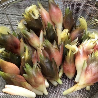 Piante & sementi: Gingembre japonais MIOGA  (rustique -10) – Nuovo (secondo la descrizione) da Bremblens venduto da FIBONACCI369 1