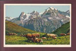ALPWEIDE bei Mürren - Kühe