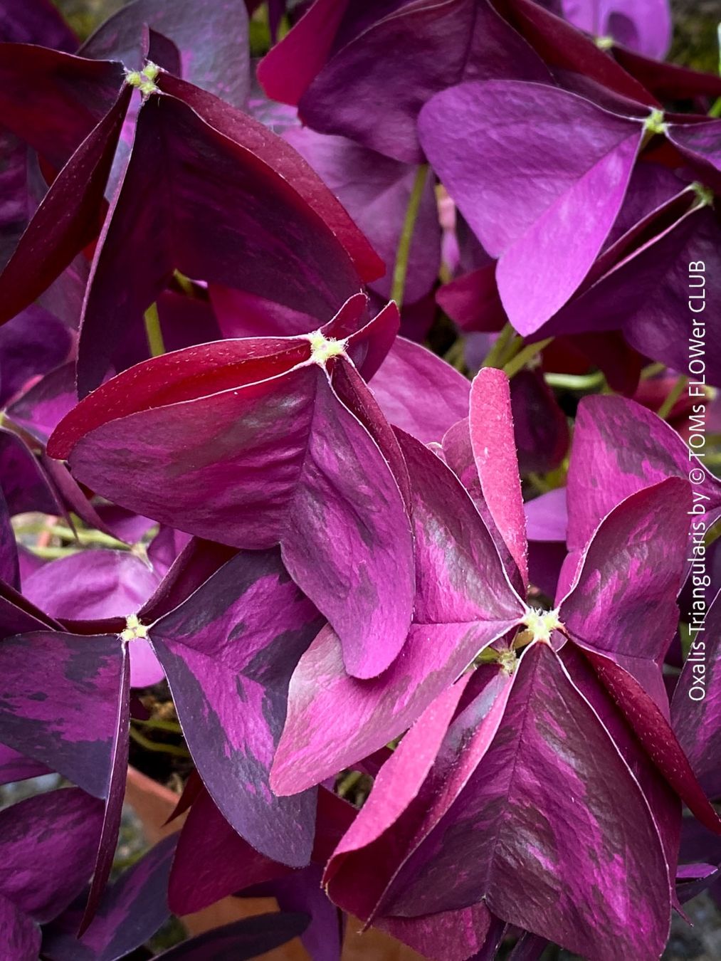 Piante & sementi: Oxalis Triangularis - Glücksklee intensiv Burgundy – Nuovo e nell'imballaggio originale da Adliswil venduto da astom369 1