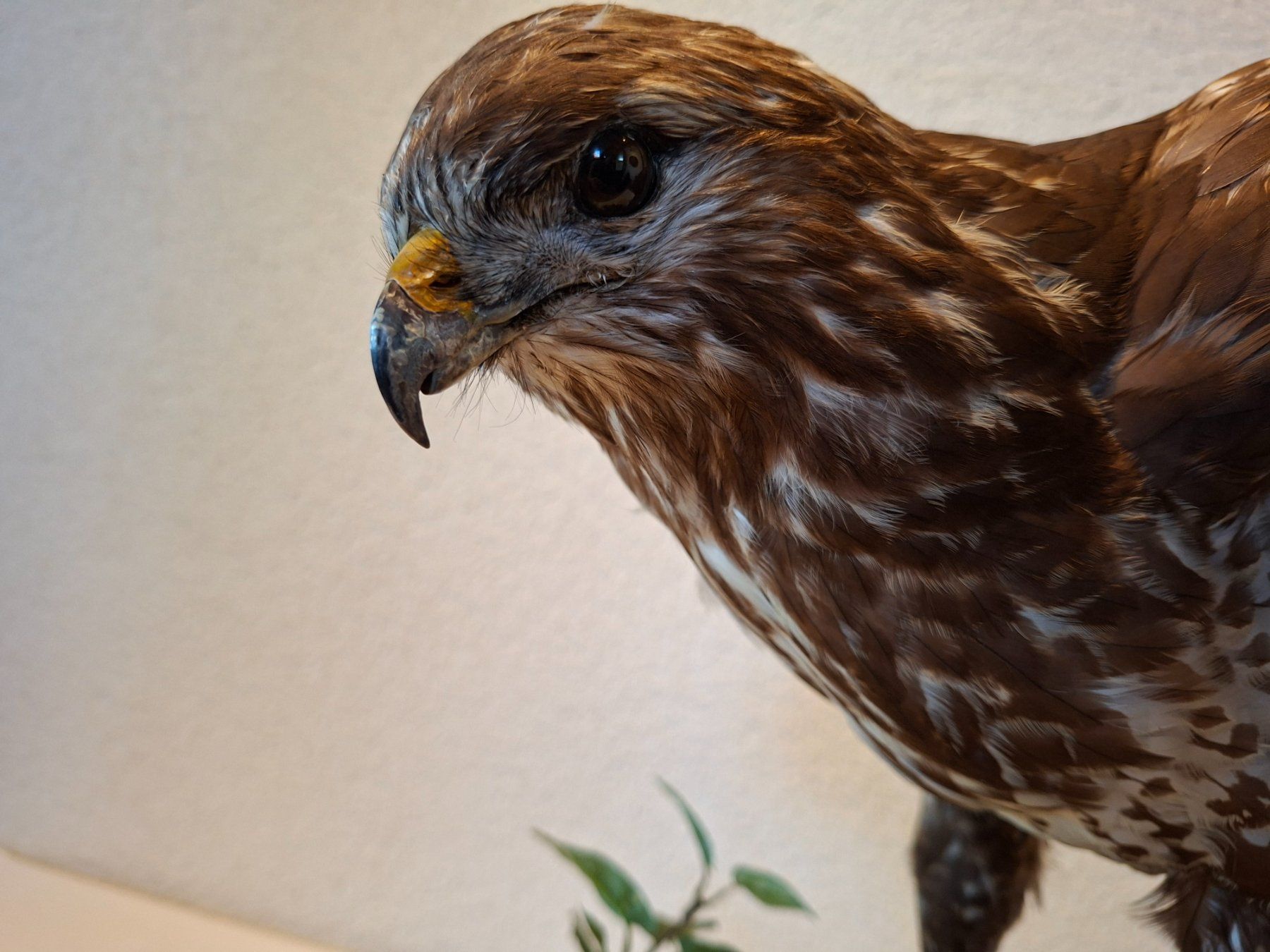 Il mondo degli animali: Mäusebussard 2 – Usato da Wünnewil venduto da Boschung1 3