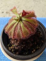 plante carnivore Drosera Aliciae Fleischfressende Pflanze