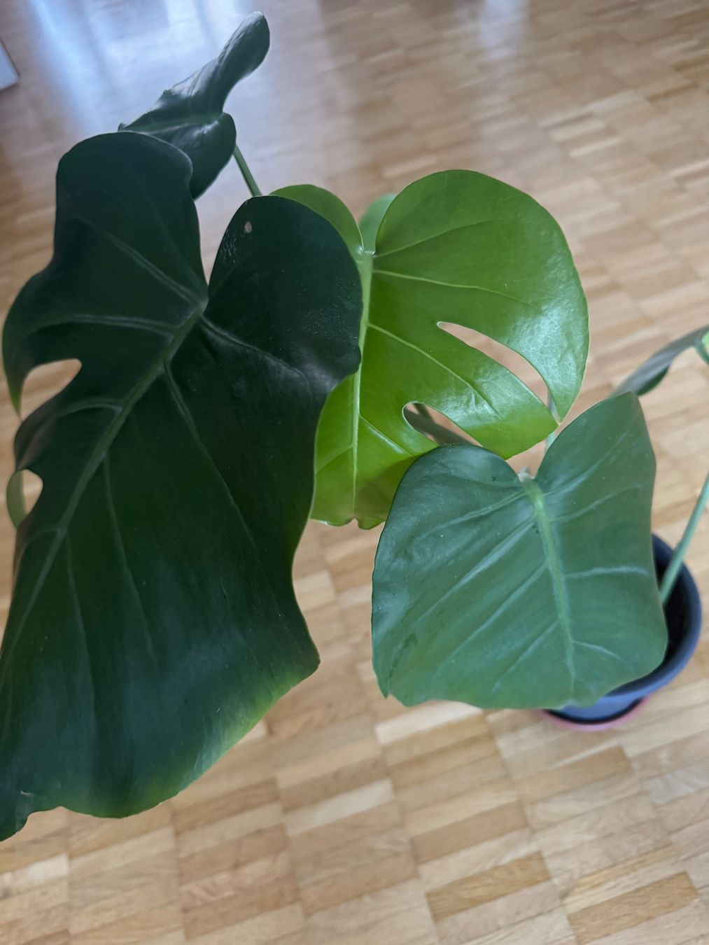 Piante & sementi: Monstera 7 Blätter – Usato da Köniz venduto da Subway78 1