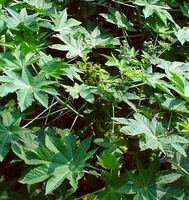 10 Samen der berühmten Rizinuspflanze (RICINUS COMMUNIS). Se