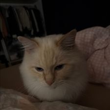 Profile image of Nescher77