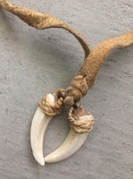 Lederkette mit echten Tierzähnen – Boho / Festival Schmuck