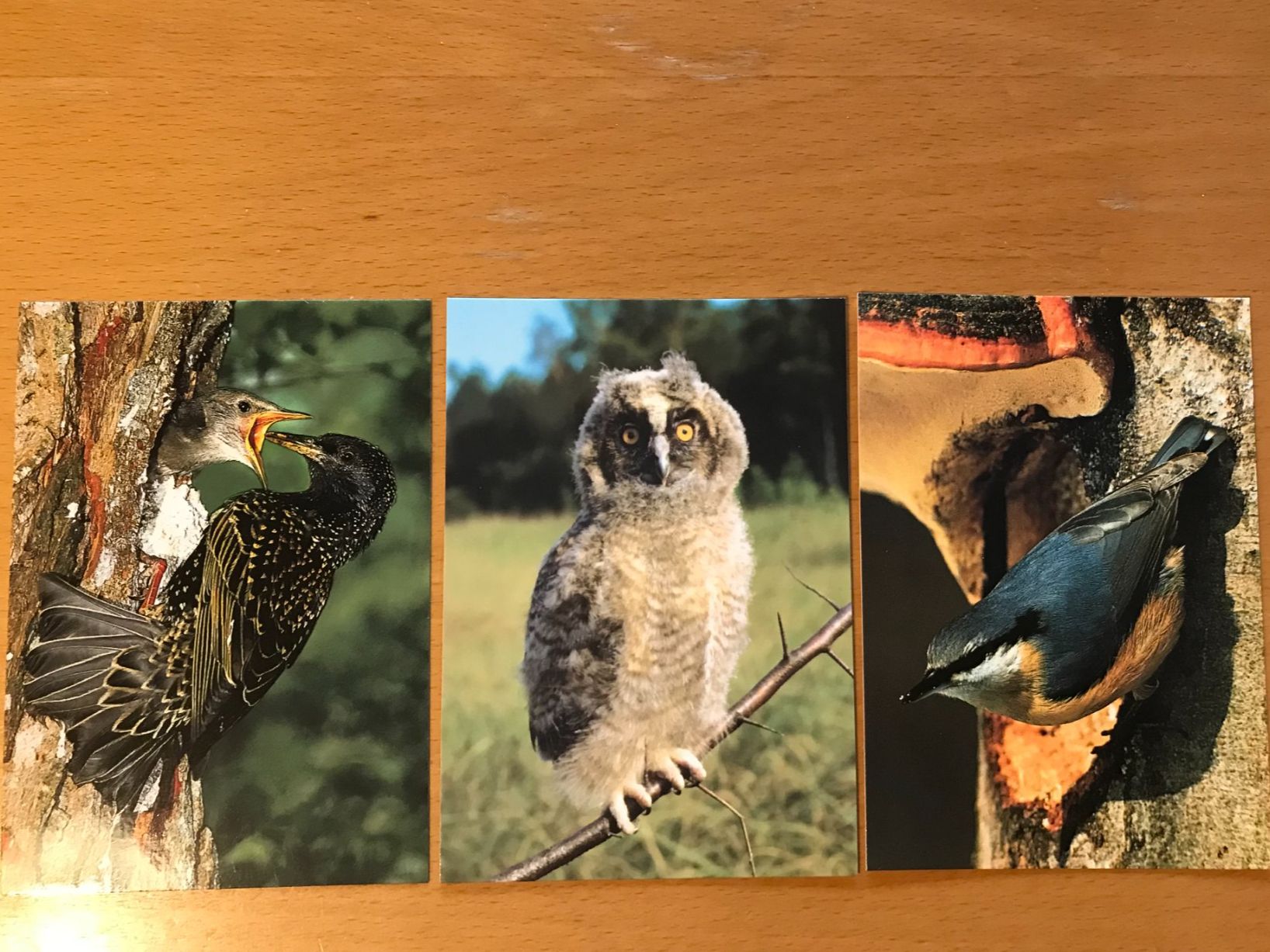 Cartoline postali: 3x Postkarten Vögel Star Sumpfohreule Kleiber – Usato da Luzern venduto da mey_s13