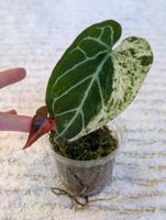 Anthurium Crystallinum Albo Variegata