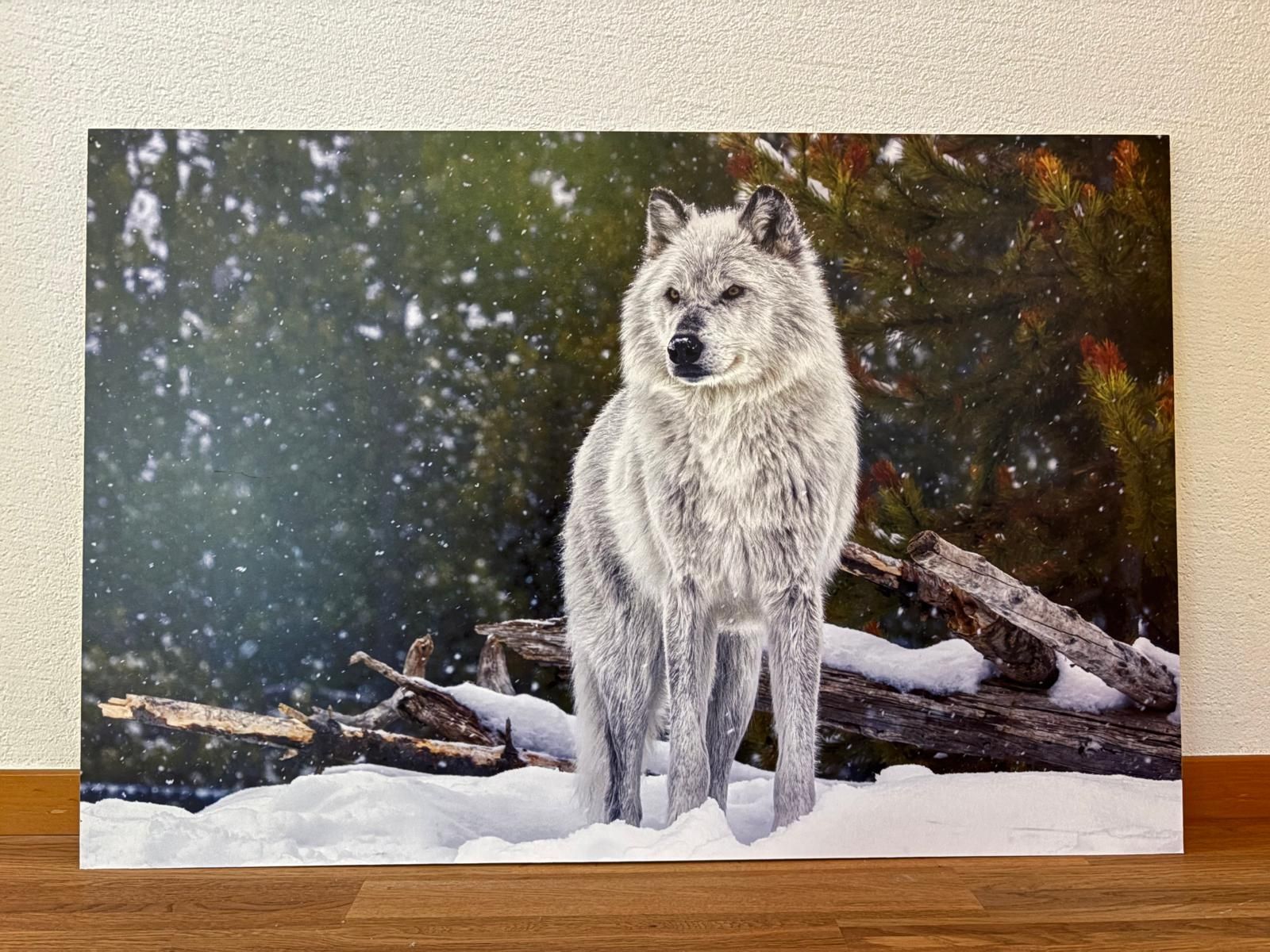 Poster & Bilder: Wandbild Wolf  – Gebraucht aus Sempach von berglady30