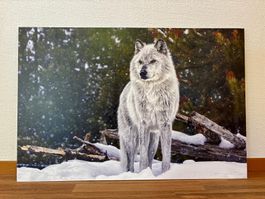 Wandbild Wolf 