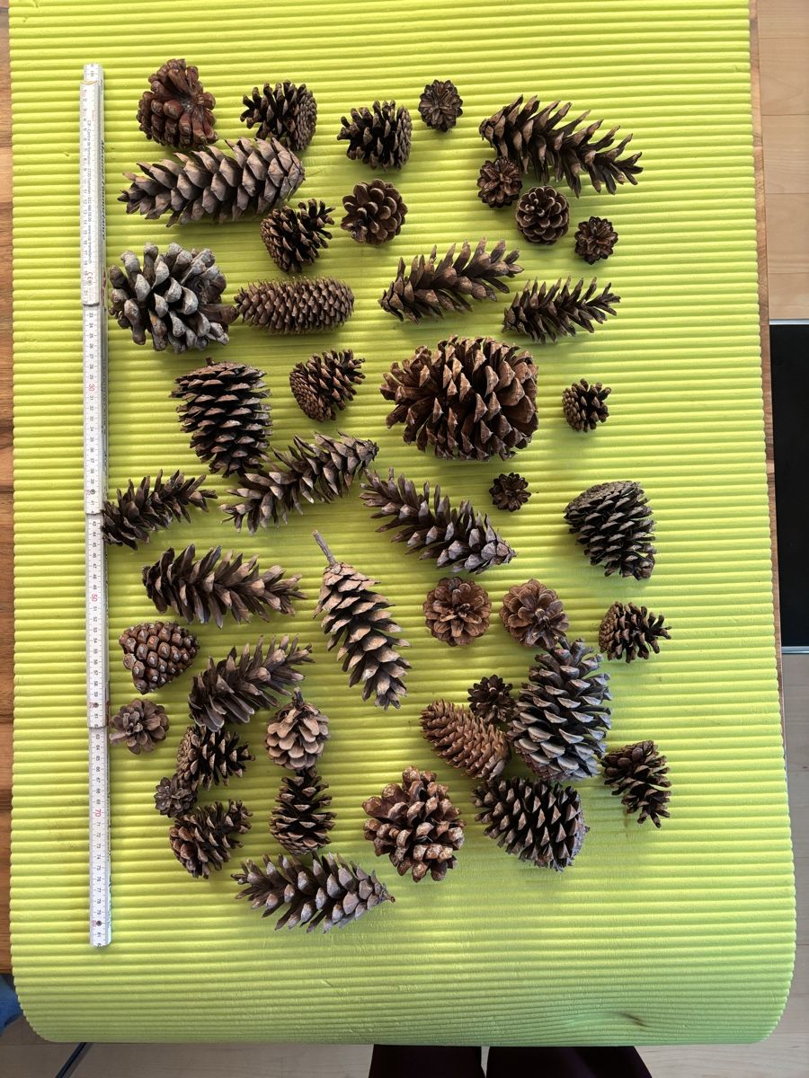 Tutte le decorazioni: Schöne Tannzapfen – Usato da Stallikon venduto da Rsiri
