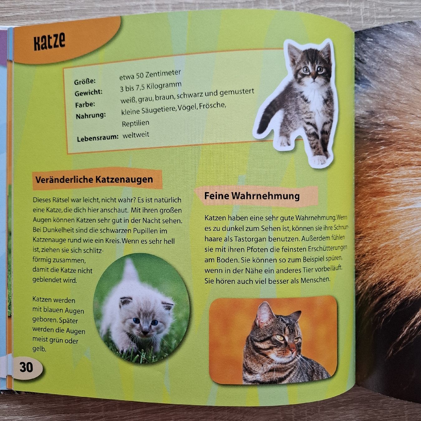 Libri: 6 Kinderbücher "Welches Tier..." – Nuovo (secondo la descrizione) da Hägglingen venduto da Pilipadin 7