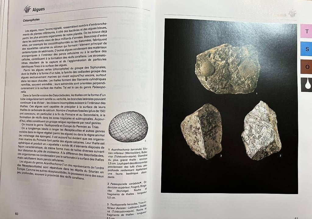 Bücher: La Grande Encyclopedie des fossiles – Gebraucht aus Adliswil von Heimite 3