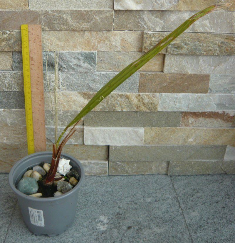 Pflanzen & Samen: Washingtonija Palme ca 40-45 cm – Neu (gemäss Beschreibung) aus Ruggell von Btt