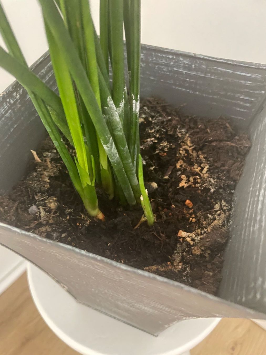 Plantes & graines: Dekorative sansevieria, Bogenhanf, Schwiegermutterunge 80 cm – D'occasion à Winkel par Kade50 3