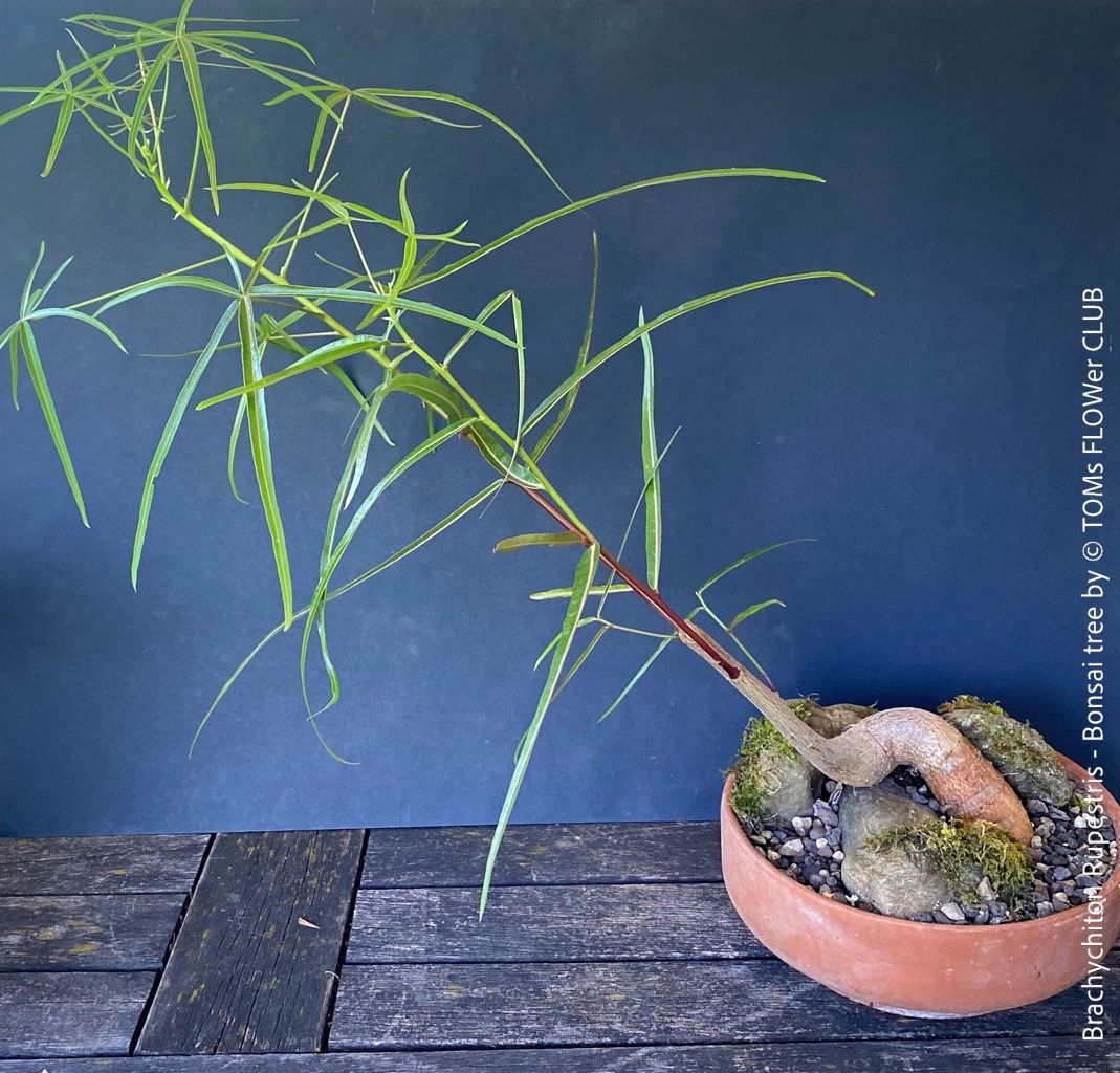 Brachychiton Rupestris Bonsai, Glcksbaum, 50cm (Neu (gemss Beschreibung))  in Adliswil fr CHF 318  mit Lieferung auf Ricardo kaufen