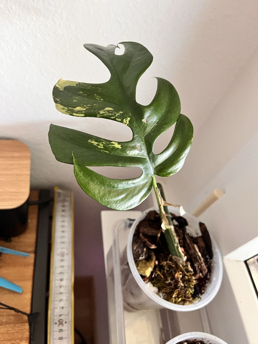 Piante & sementi: Monstera minima variegated  – Usato da Sursee venduto da gal_lp7g