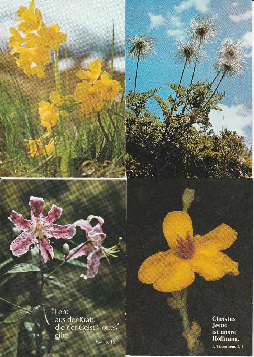 Cartoline postali: 40 Blumenkarten – Usato da Lumbrein venduto da made02 6