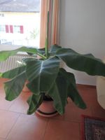 Grosser, gesunder Indoor- Bananenbaum