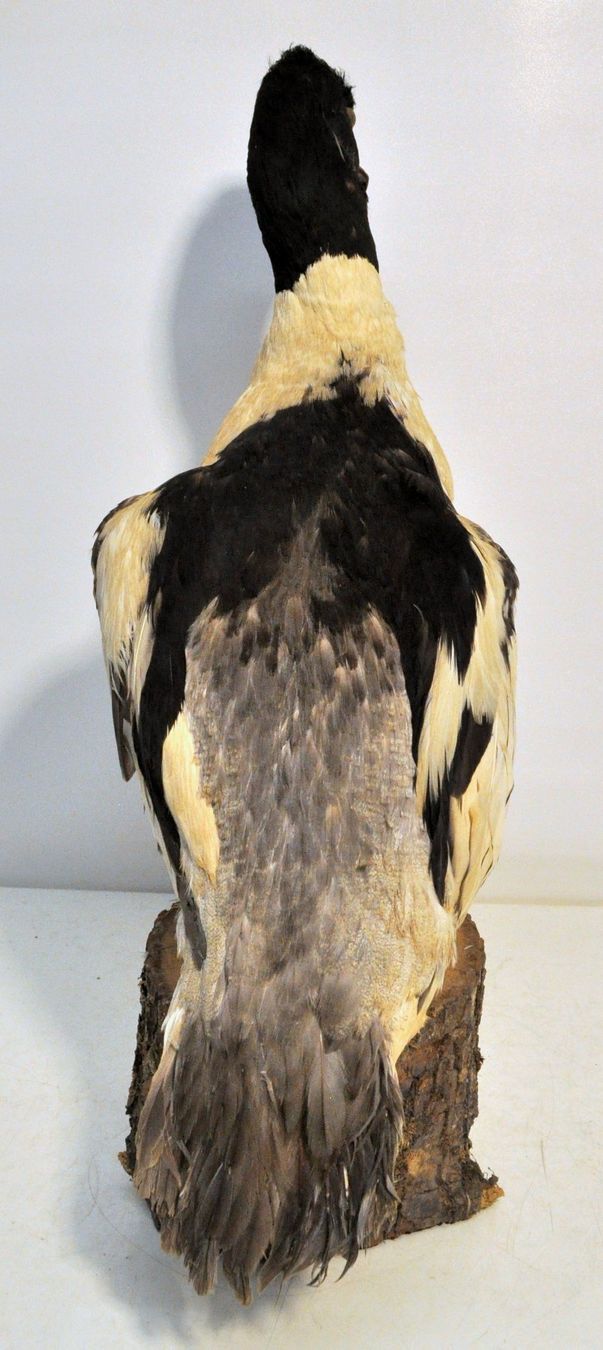 Monde des animaux: Harle naturalisé – D'occasion à Neuchâtel par Neuchatel 2