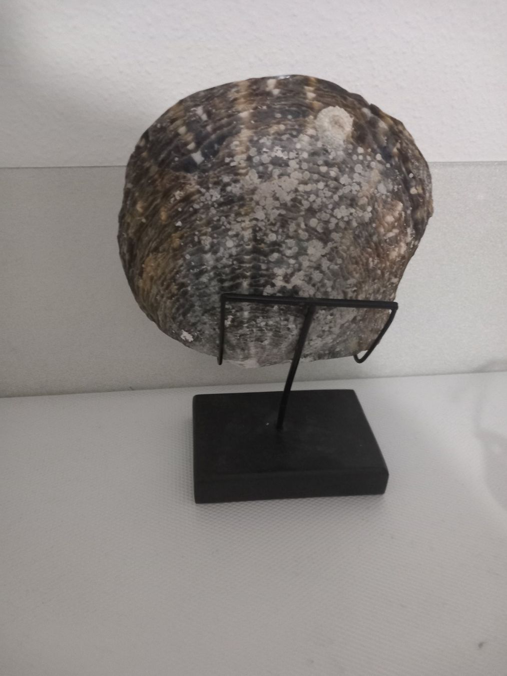 Fossili: Coquillage sculpté – Usato da Genève venduto da GenevaLuxury 1
