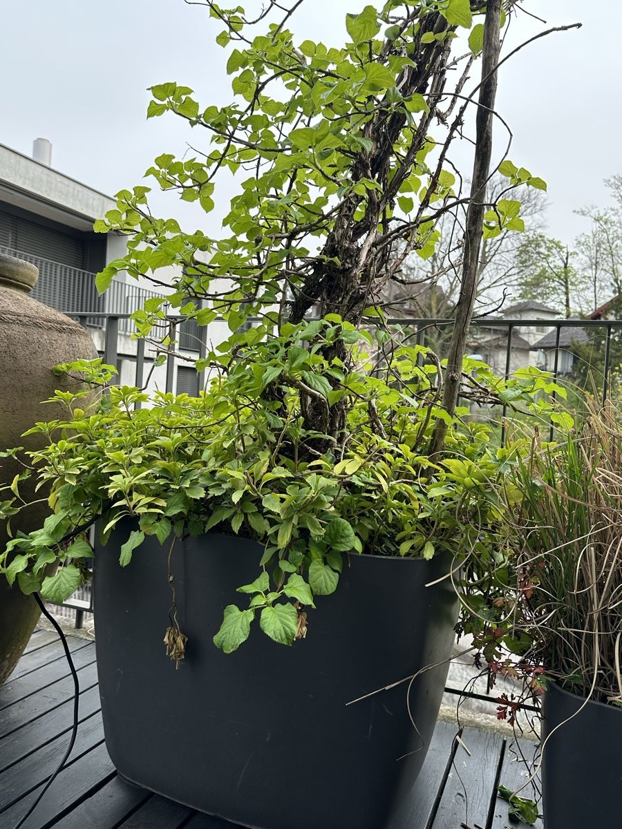Eternit Blumentöpfe: Terrasse Garten Topf 2 stück – Gebraucht aus Zürich von  1