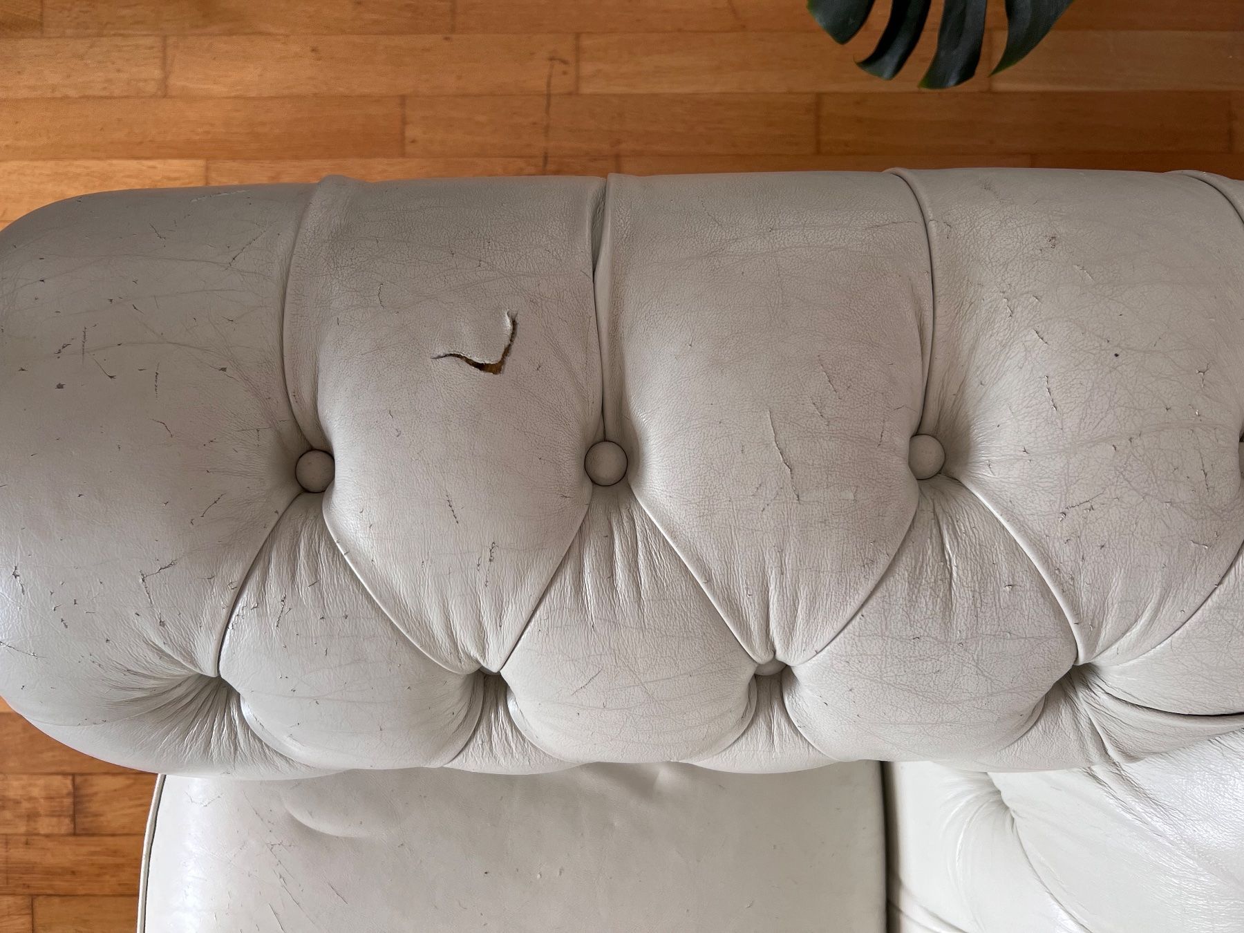 Sofas: Chesterfield Sofa – Gebraucht aus Wallisellen von lara_sm 1
