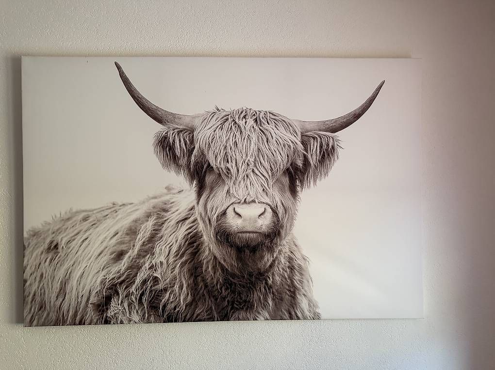 Poster & Bilder: Tableau sur toile Scottish Higland Cattle – Gebraucht aus Botyre (Ayent) von Claude-EvelyneS
