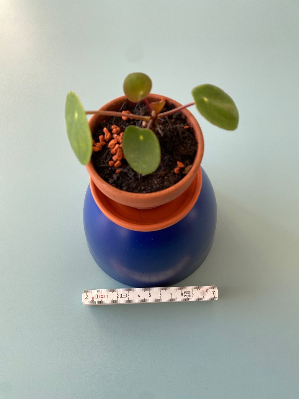 Piante & sementi: Geldbaum/ Dollarpflanze/ Pilea Baby – Nuovo (secondo la descrizione) da Zürich venduto da echt01 3