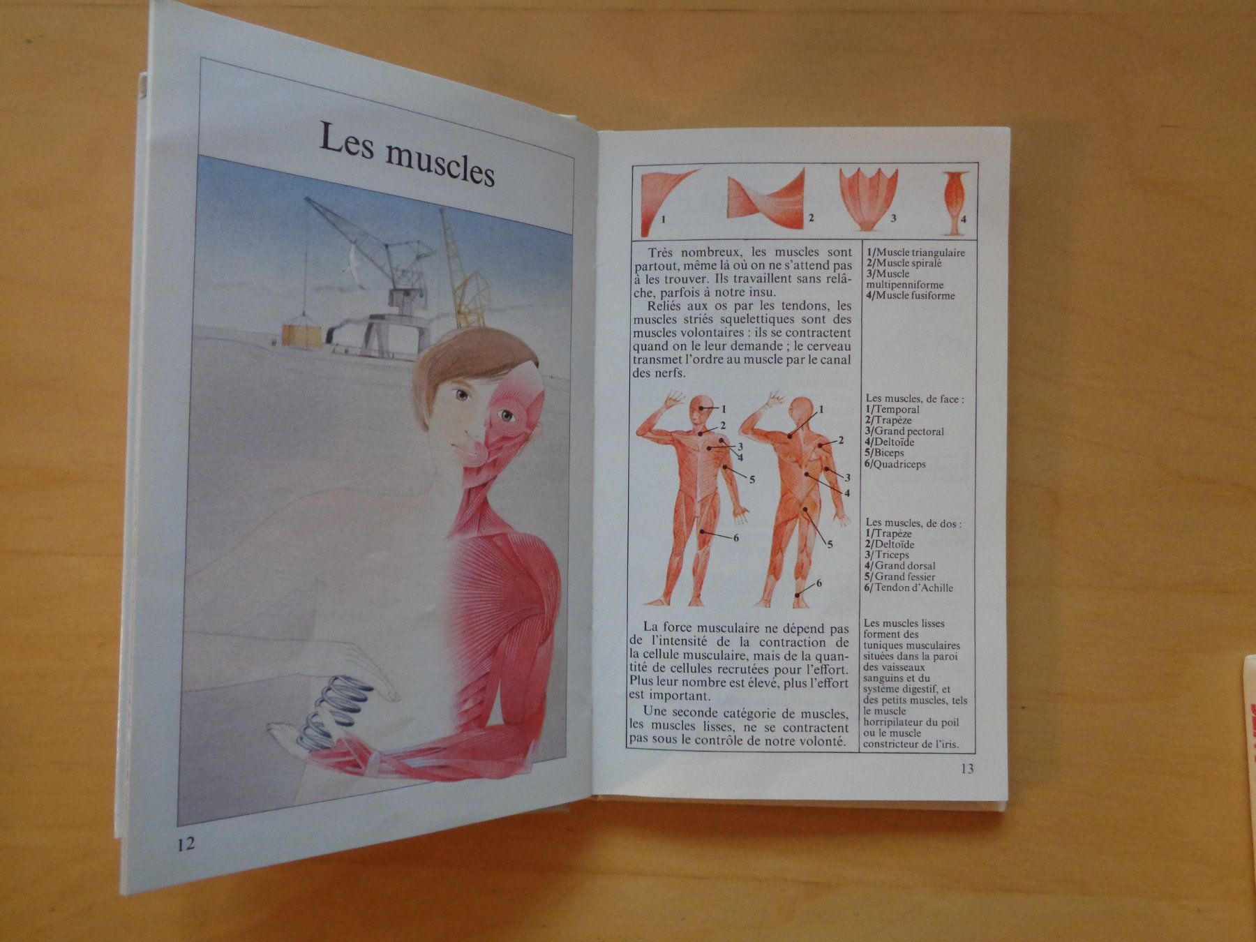 Libri: 7 x Le Livre de... Découverte Mondo – Usato da Romainmôtier venduto da Oaxaca9 4