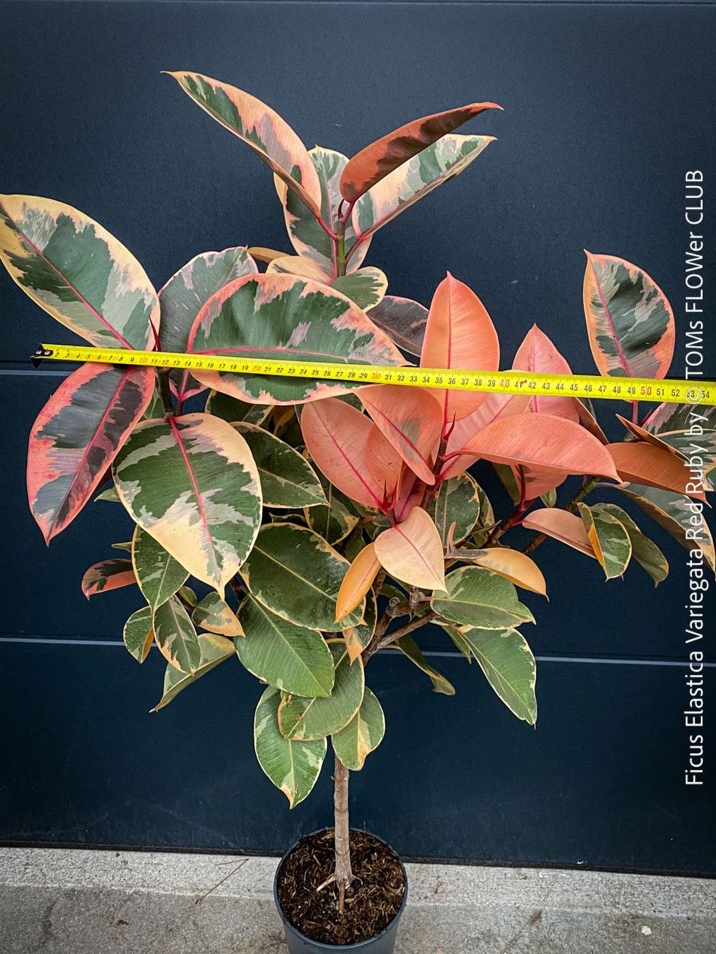 Piante & sementi: Ficus Elastica Variegata Red Ruby - rund 140cm Bäumchen – Nuovo e nell'imballaggio originale da Adliswil venduto da astom369 2