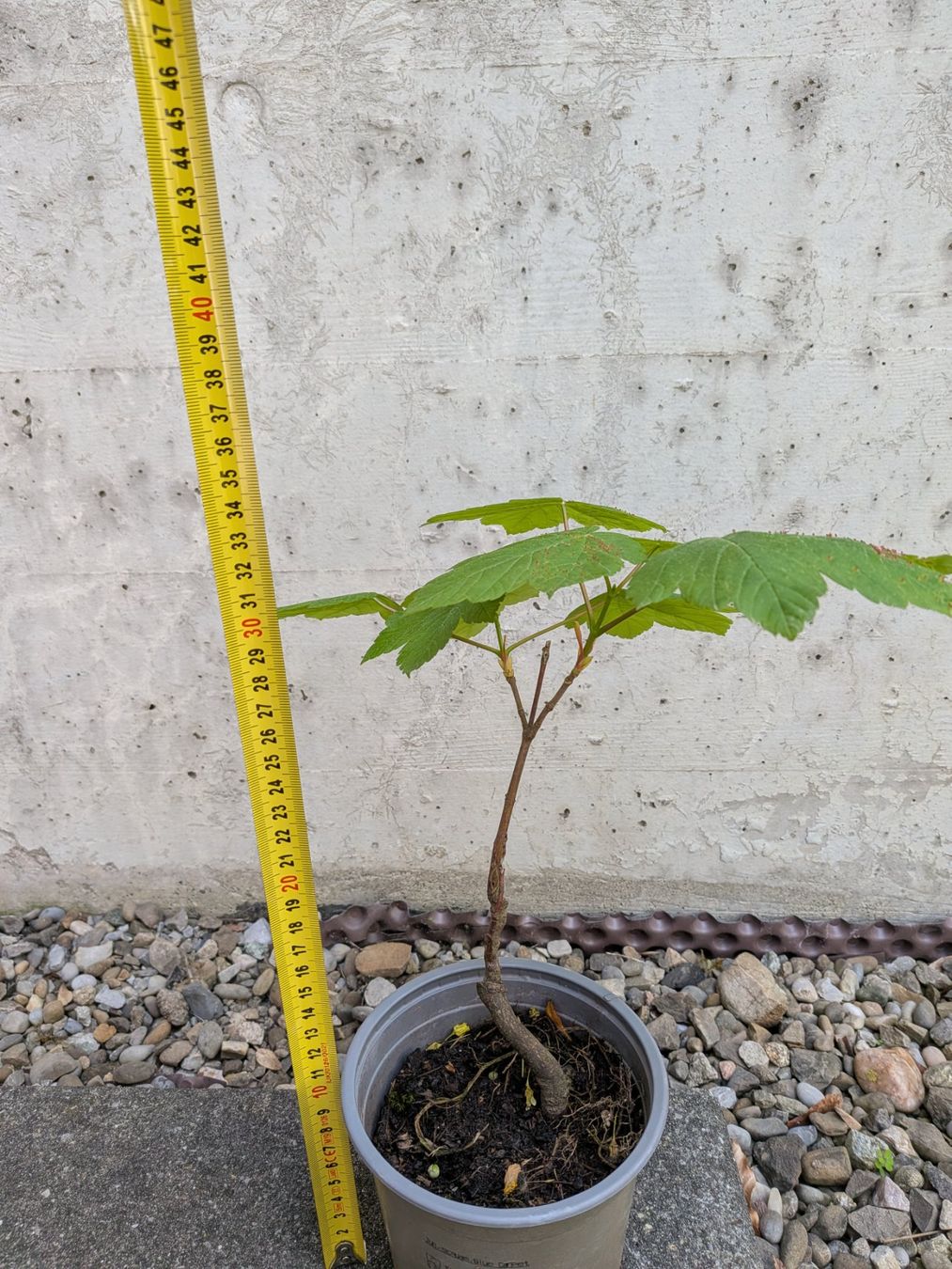 Piante & sementi: Bonsai Rohmaterial ab CHF 5: Bergahorn – Usato da Bern venduto da Hydrom 5