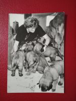 Basel Zoo Sonderstempel Ganzsache Bildpostkarte (94)