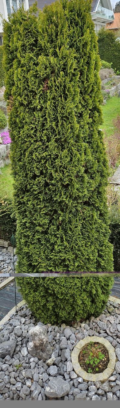 Pflanzen & Samen: Grosse Thuja zu verkaufen, ca. 4m + hoch – Gebraucht aus Gibswil von Dapi 1