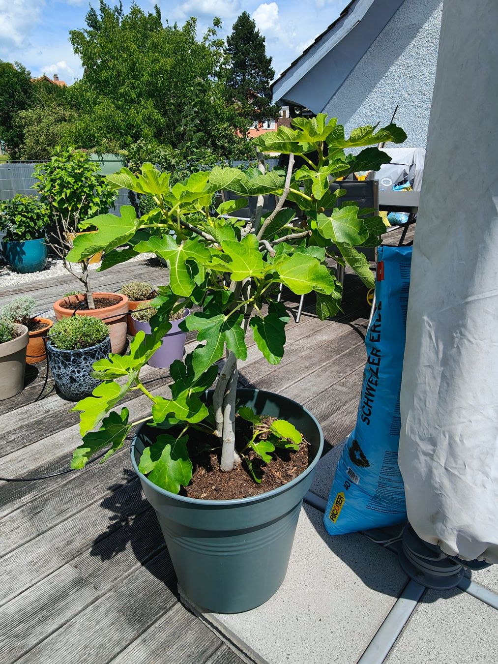 Plantes & graines: Feigenbaum inkl. Topf und gratis Erde (40lt), fruchttragend – D'occasion à Wetzikon ZH par niggi_be 2