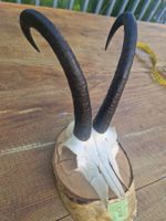 Gamsbock