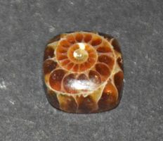 Cabochon L-8562 – Ammonit Fossil Quadrat 9x9mm