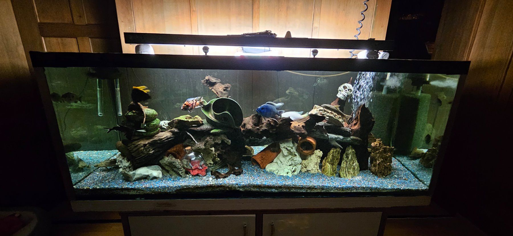 Acquari: Aquarium 500lt – Usato da Amriswil venduto da Blackpearl73 1
