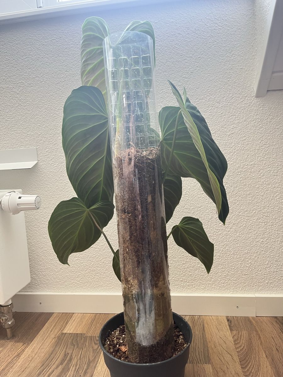 Piante & sementi: Philodendron Splendid – Usato da Zürich venduto da pie_rc6y 1