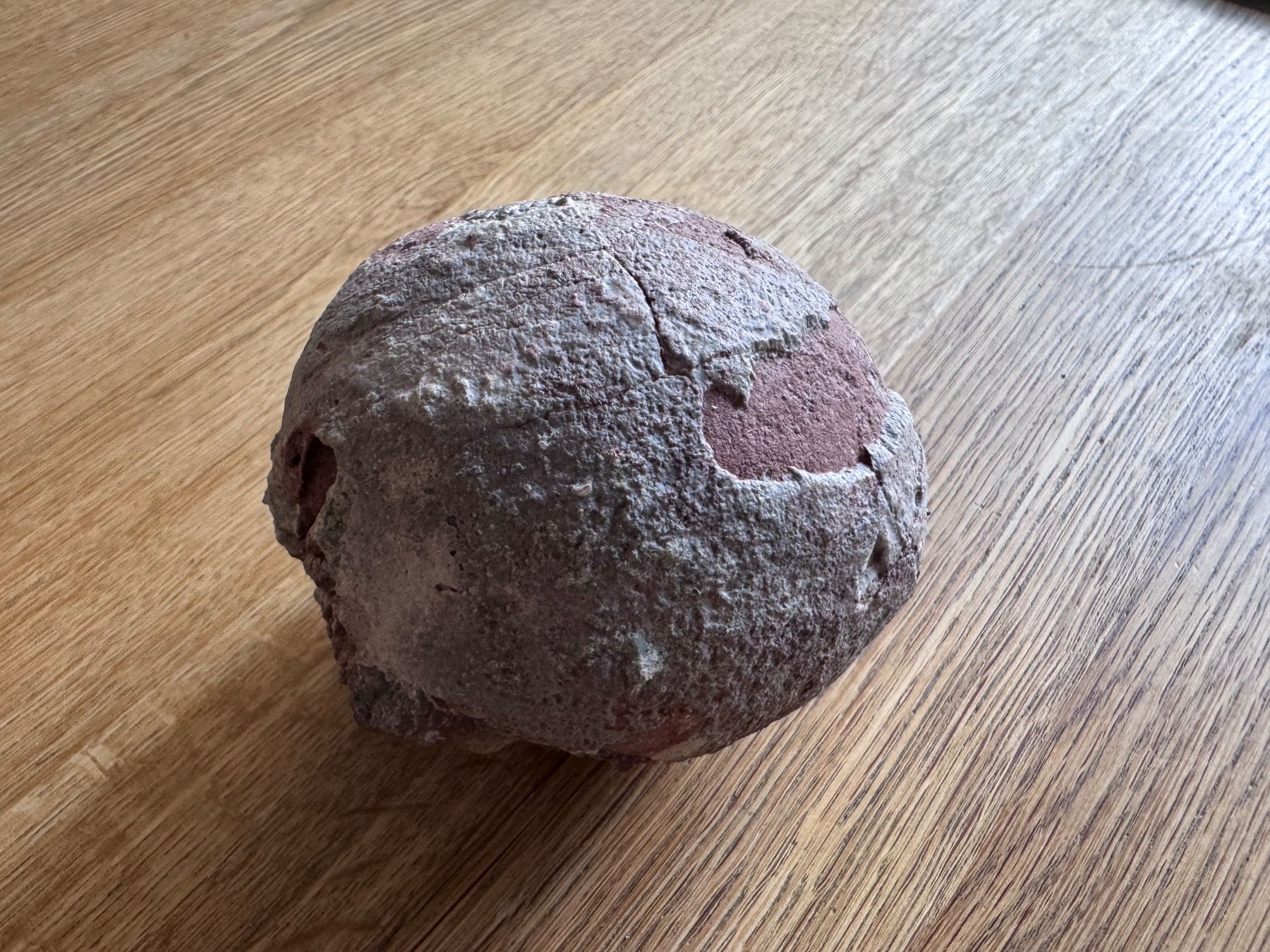 Fossili: Echtes Dinosaurier Ei Hadrosaurus Fossil – Usato da Zürich venduto da xevious69