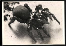 Fotografie Vogelspinne mit behaartem Hin