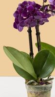 Mini  Orchidee WILD "Phalaenopsis FUCHSIA" 20 cm