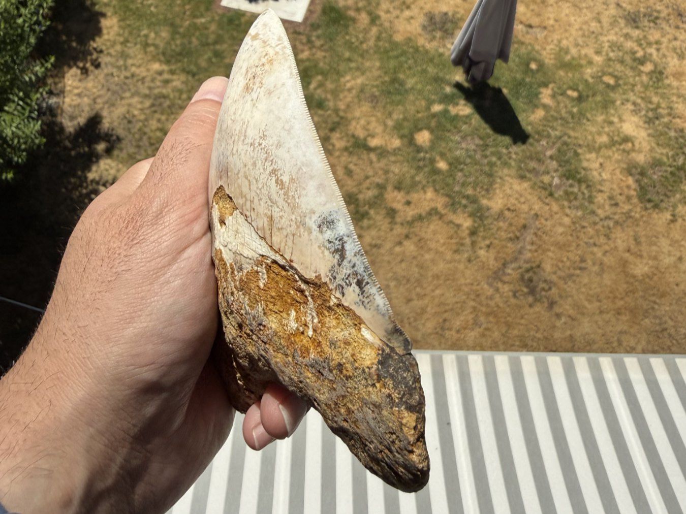 Fossili: Monster Megalodon Zahn Indonesien – Usato da schüpfen venduto da rica122 2
