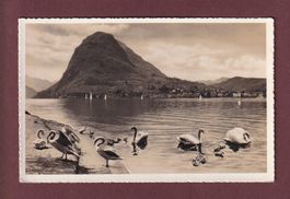 LUGANO - Cigni - 1938