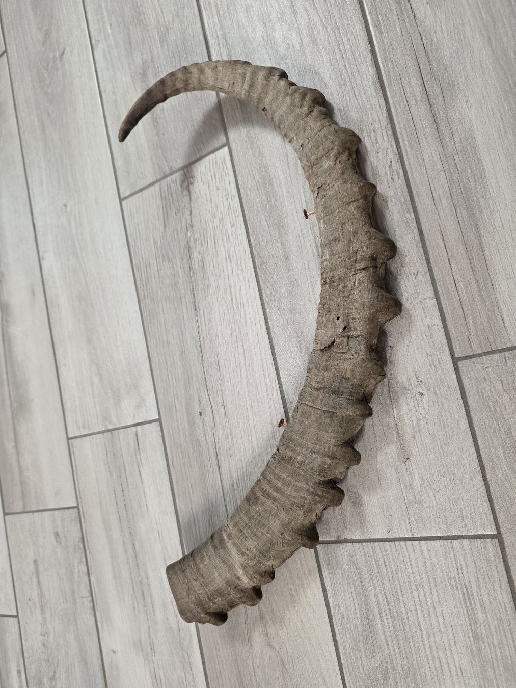 Il mondo degli animali: Steinbock Horn Dekoration – Usato da Dorf venduto da Echo_Elements 4