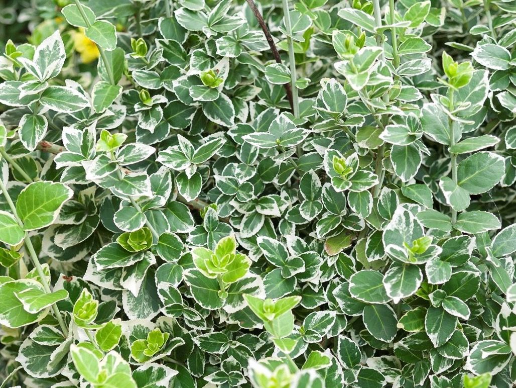 Piante & sementi: EUONYMUS FORTUNEI - Kriechspindelstrauch – Nuovo (secondo la descrizione) da Buchs AG venduto da fischli610 4