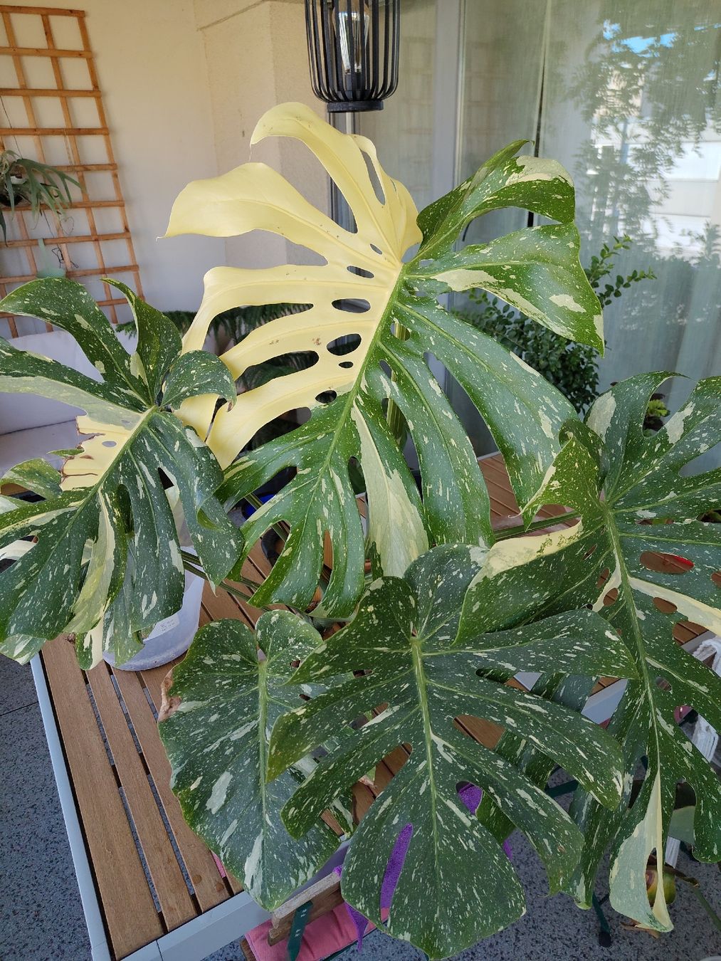 Plantes & graines: Monstera Thai Constellation Large Form – D'occasion à Bern par Cudi93 3