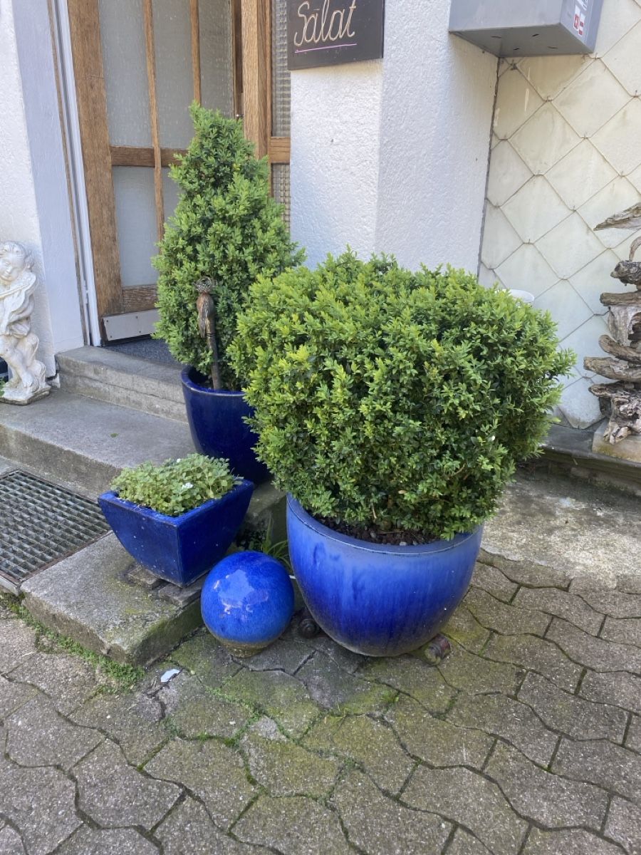 Pflanzen & Samen: Gartenpflanze – Gebraucht aus Krummenau von Schmudel